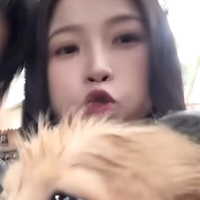 猪狗大战