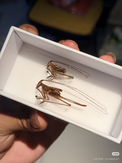 昆标