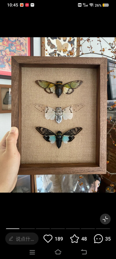 昆标