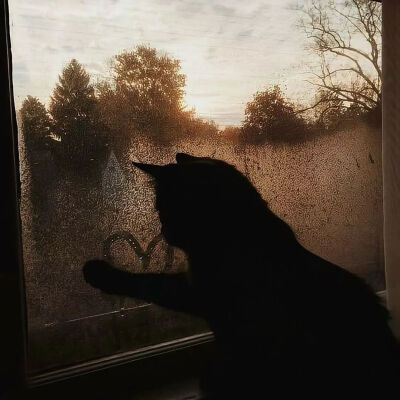 猫猫拯救世界