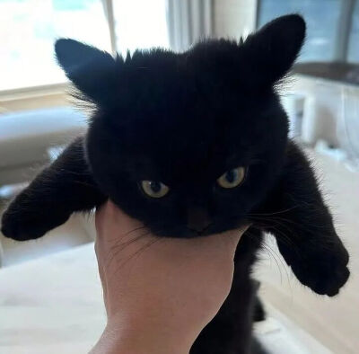 猫猫拯救世界