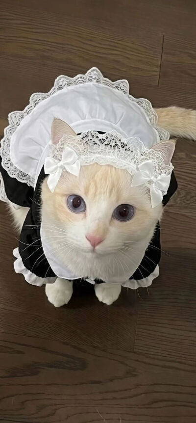 猫猫拯救世界