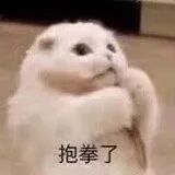 猫猫表情包