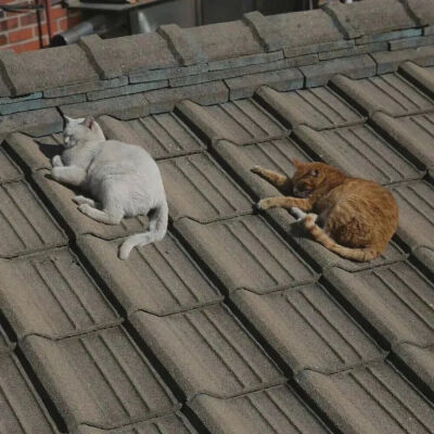 猫猫拯救世界