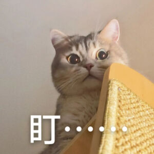 猫猫表情包