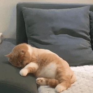 猫猫表情包