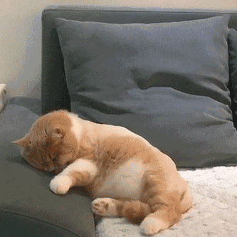 猫猫表情包