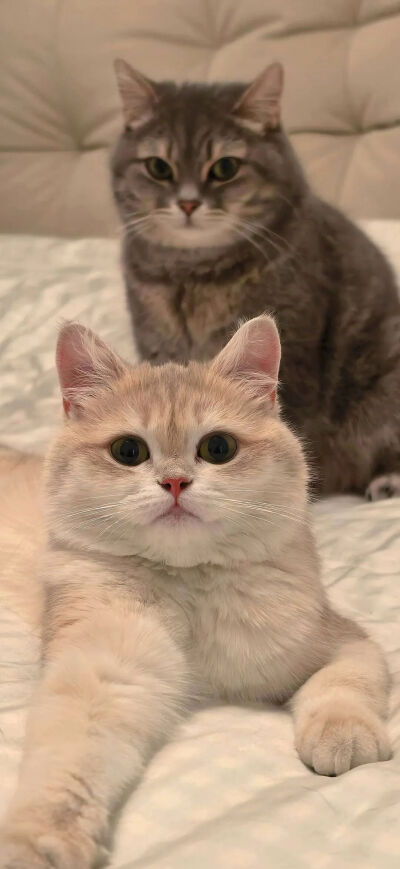 猫猫拯救世界