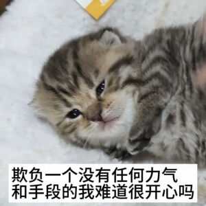 猫猫表情包