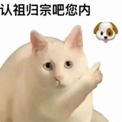 猫猫表情包