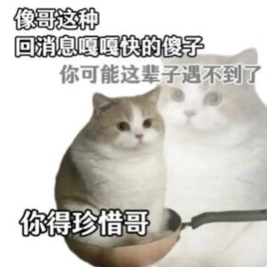 猫猫表情包