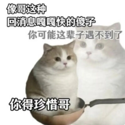 猫猫表情包
