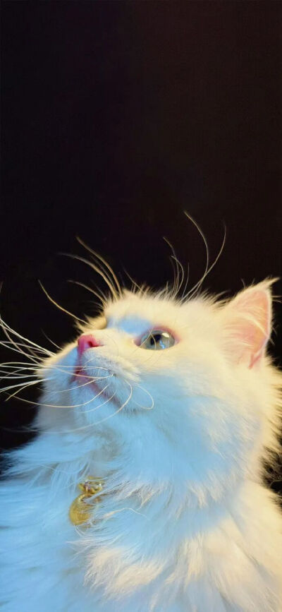 猫猫拯救世界