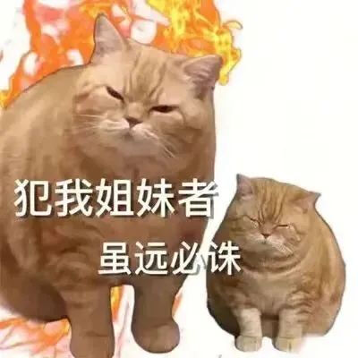 猫猫表情包