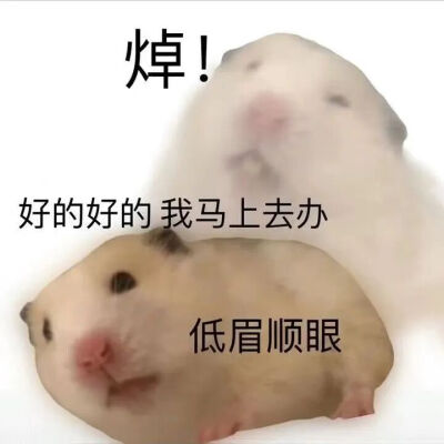 表情包