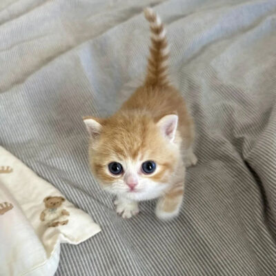 猫猫表情包