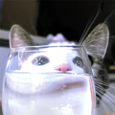 猫猫拯救世界