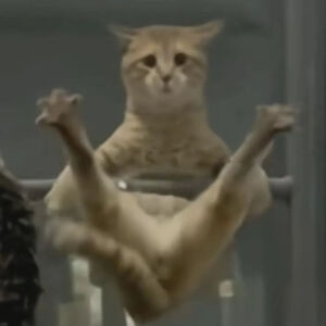 猫猫表情包