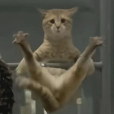 猫猫表情包