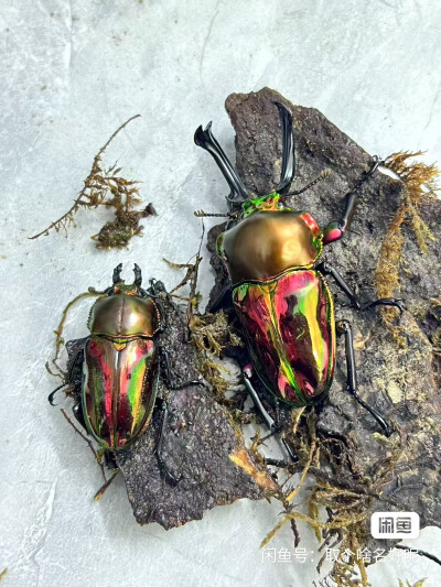 昆标