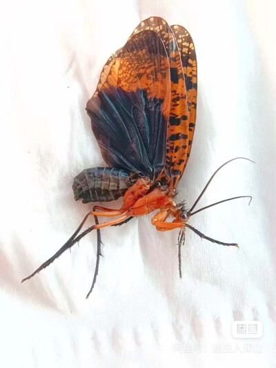 昆标