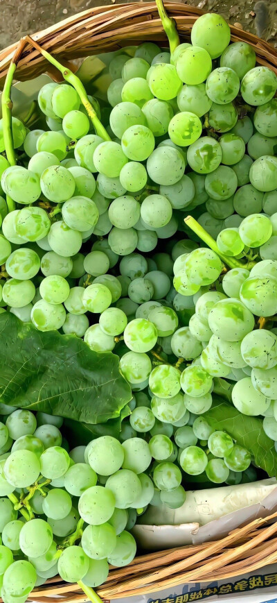 绿色系壁纸 夏日壁纸