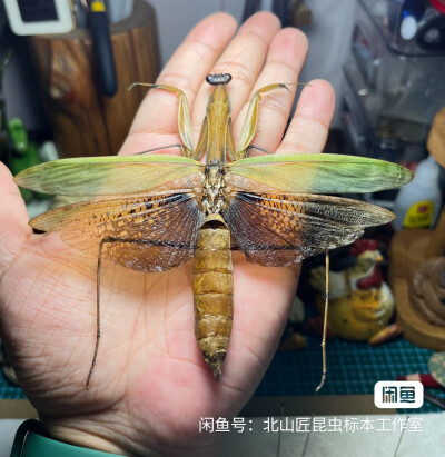 螳螂