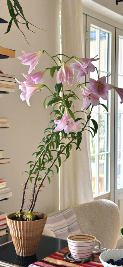 百合花壁纸