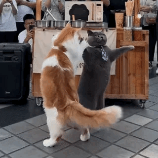 猫