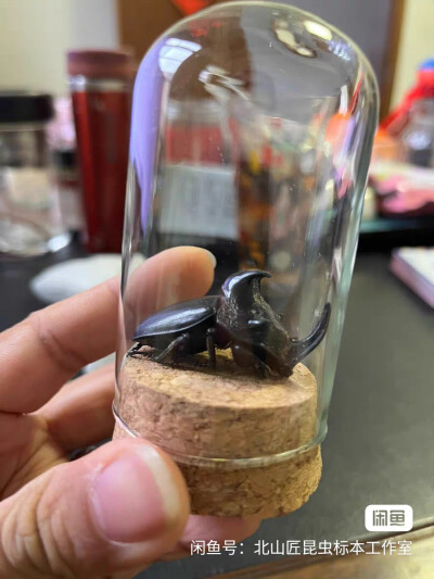 昆标