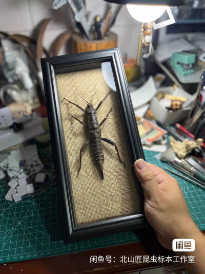 昆标