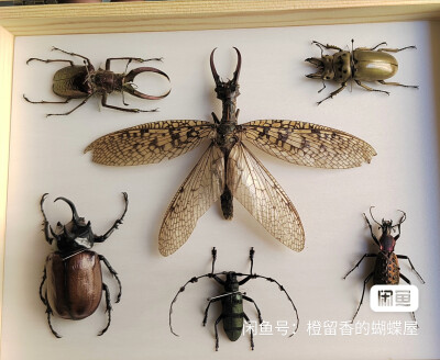 昆标
