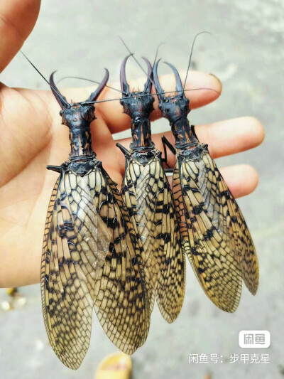 昆标