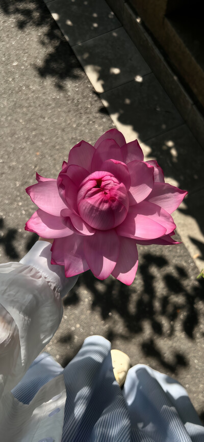 荷花壁纸