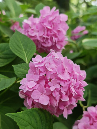 绣球花