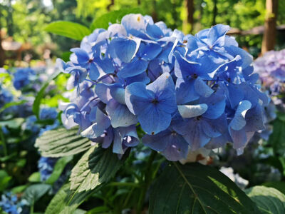 绣球花