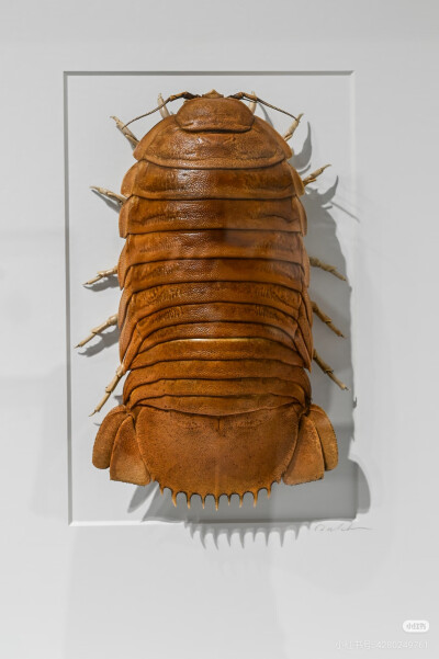 昆标