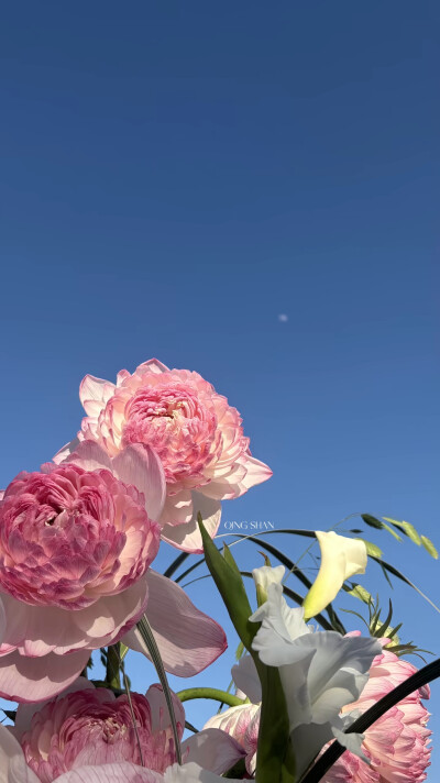 壁纸