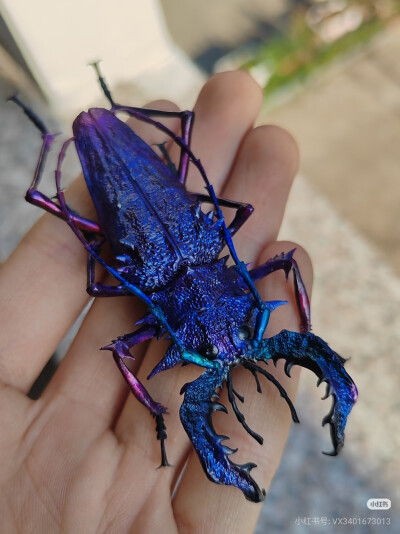昆标