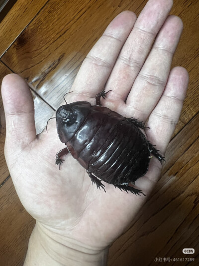 昆标