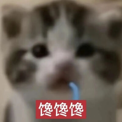 猫猫表情包