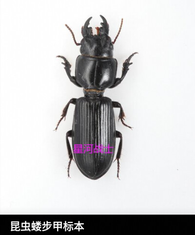 #昆标