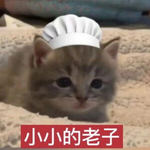 猫猫表情包