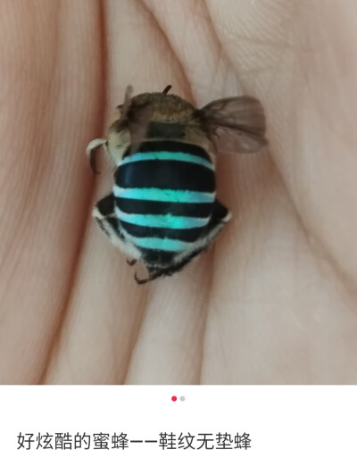 #昆标