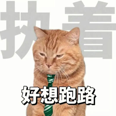 猫猫表情包