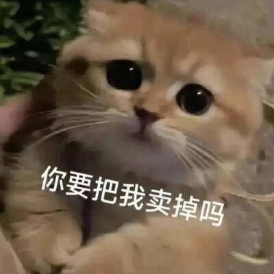 猫猫表情包