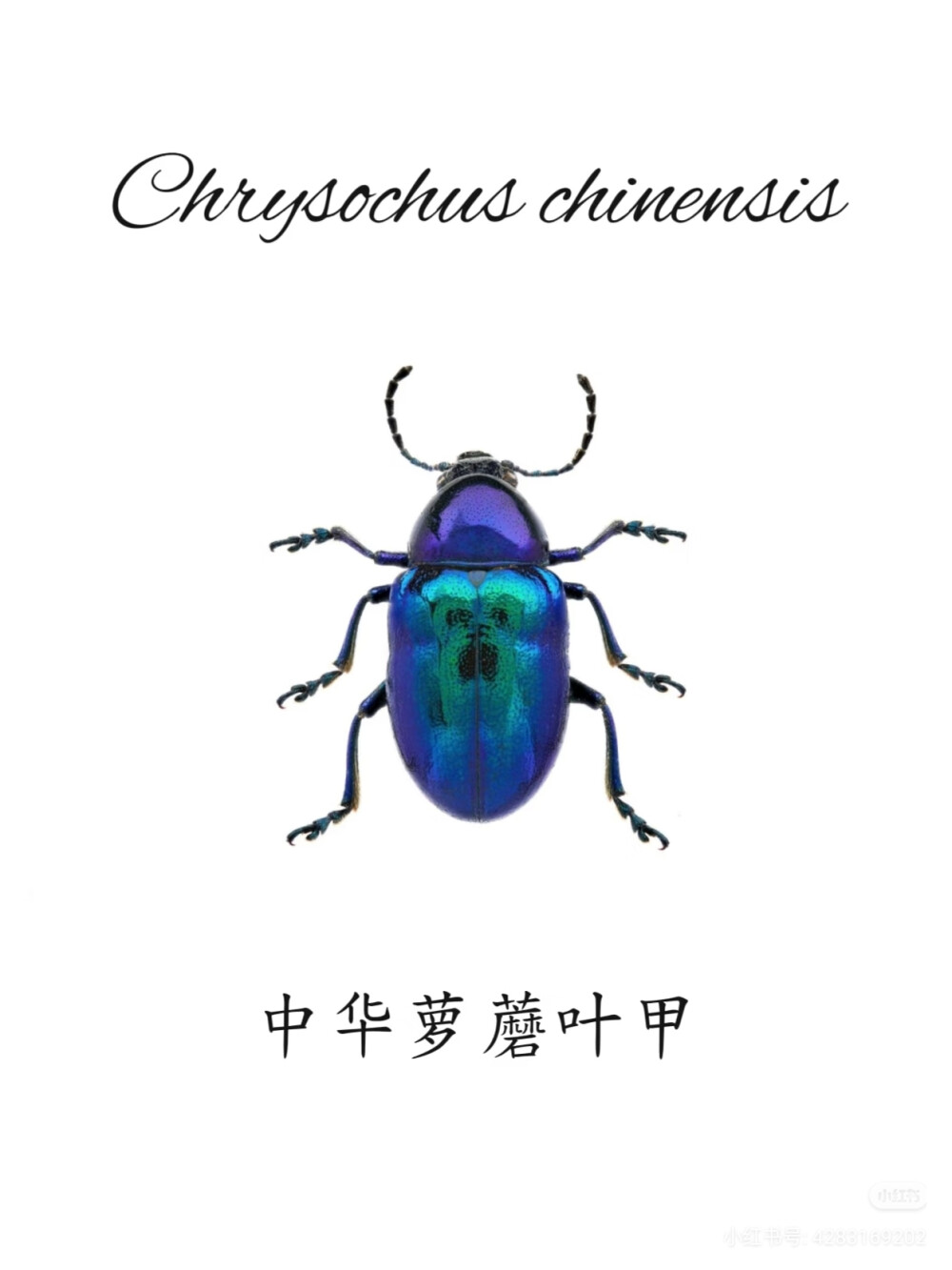 #昆标