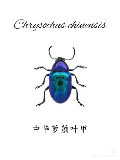 #昆标