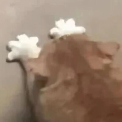 猫猫表情包