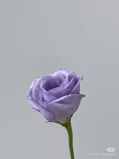 c c